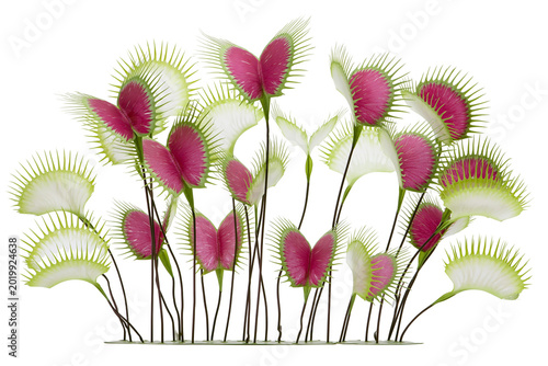 Valokuva Dionaea muscipula Venus flytrap plant cluster, isolated on transparent backgroun