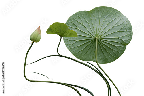 Green lotus bud and large leaf, isolated on transparent background