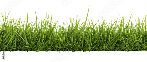 Fotografie Lush green grass blades detailed texture, isolated on transparent background