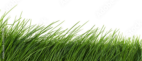 Cuadro en lienzo Vibrant green grass blades swaying gently, isolated on transparent background