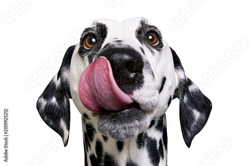 Photos Dalmatian dog with black spots licking its nose, isolated on transparent backgro