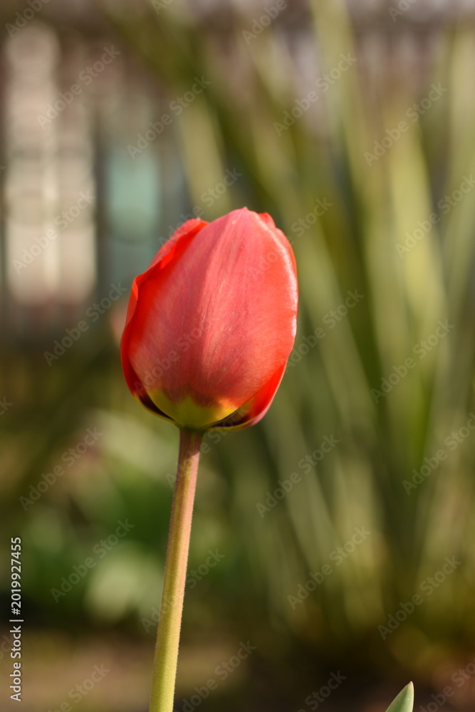 Fototapeta premium Vertical side macro close-up of a single red tulip on a natural background.