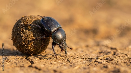 Dung beetle rolling dung ball