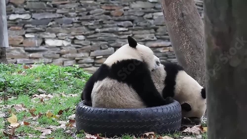 Mother Panda playing with her Cub , Wolong Panda Base , China