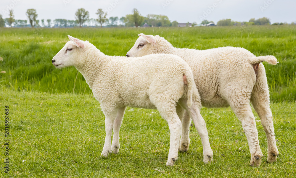 Obraz premium Two lambs standing in the grass in Groningen, Netherlands