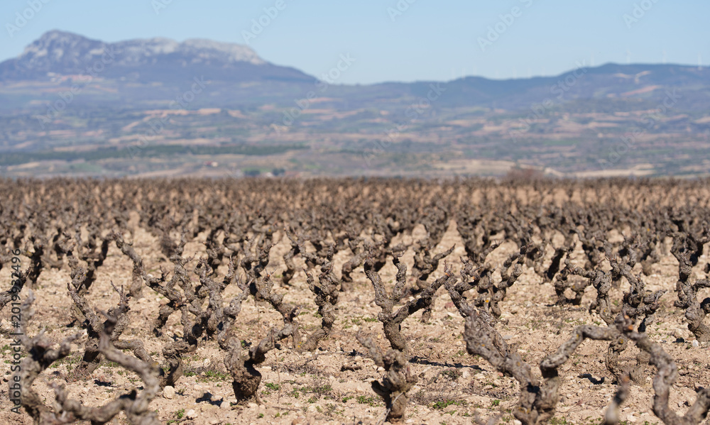 Obraz premium Old Pruned Vineyard Vines with Mountain Backdrop Under Blue Sky