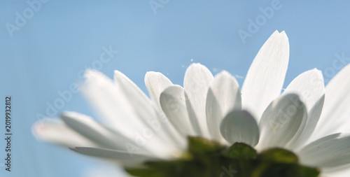 Tableau sur toile Macro of White Daisy Petals Against Soft Blue Sky