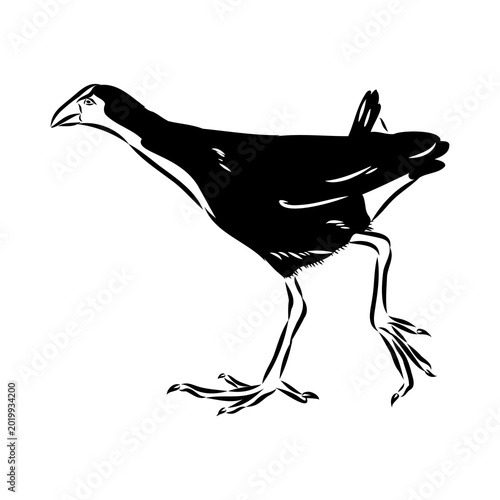 Canvastavla purple swamphen, wild bird, vector sketch