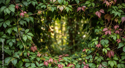 Bush grape or three-leaved wild vine cayratia (Cayratia trifolia) liana ivy plant bush, nature frame jungle border
