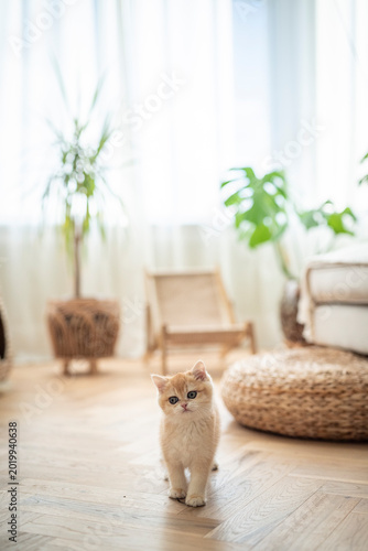 Canvas Print A cute Golden British Shorthair cat kitten elegantly walks across a living room