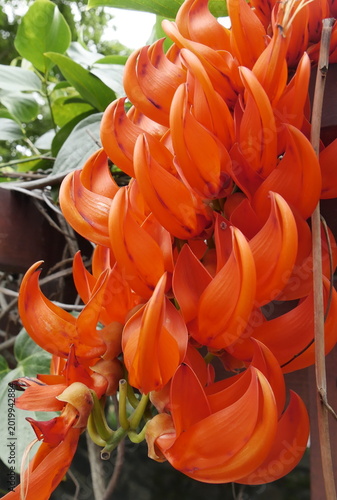 Canvas Print Inflorescence with colorful bracts of mucuna vine, tropical climbing plant also