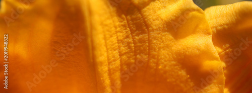 Macro closeup of a vibrant yellow flower petal bathed in warm sunlight, empha...