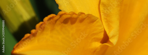 A vivid close-up of yellow rose petals, revealing rich texture and soft light...