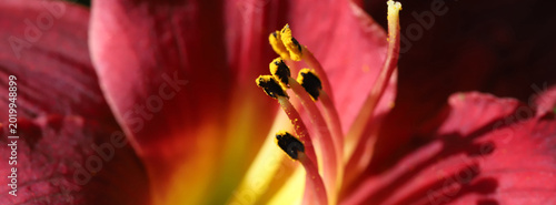 A vivid close-up of a red lily in bloom, showcasing the yellow center, petal ...