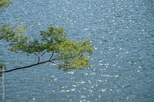 5月の初夏の光にきらめく荒川の水面と新緑の葉っぱ