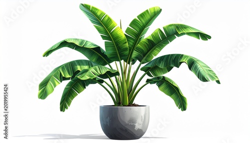 Tropical banana plant in modern gray pot isolated on white background, minimal interior decoration concept