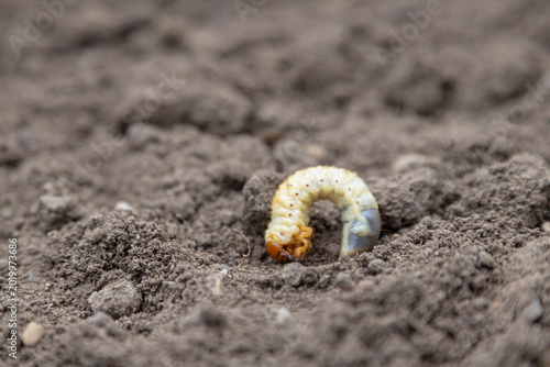 Bild auf Leinwand A single grub curls in loose soil