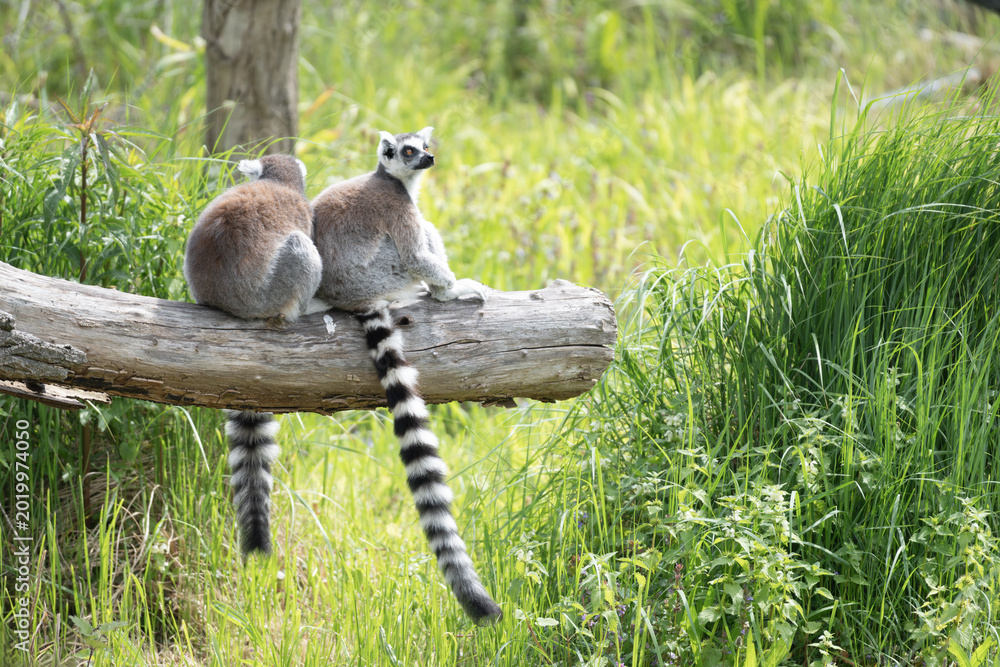 Obraz premium Ring Tailed Lemurs Sitting on Log