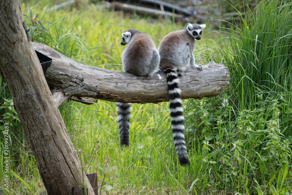 Naklejka premium Ring Tailed Lemurs Sitting on Log