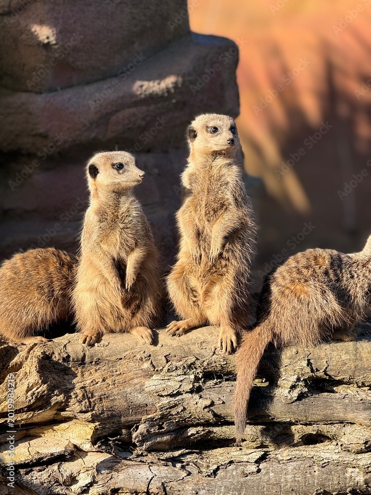 Fototapeta premium meerkat on guard