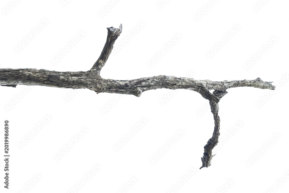 Fototapeta premium Natural branch, single branch, tree branch