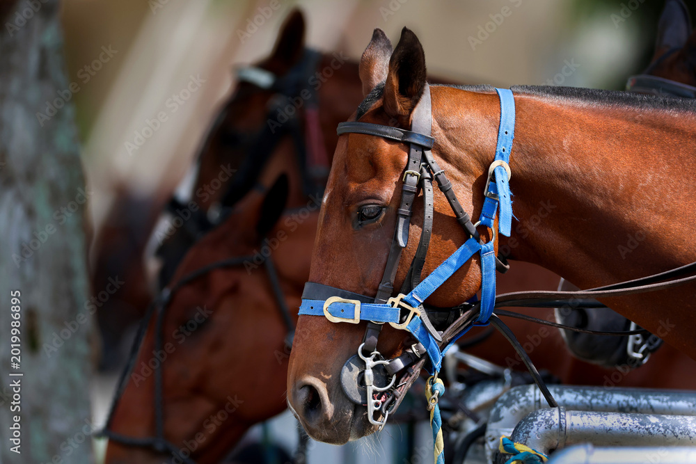 Obraz premium Bay Thoroughbred Police Horses with Blue Halters at the 152nd Kentucky Derby at Churchill Downs