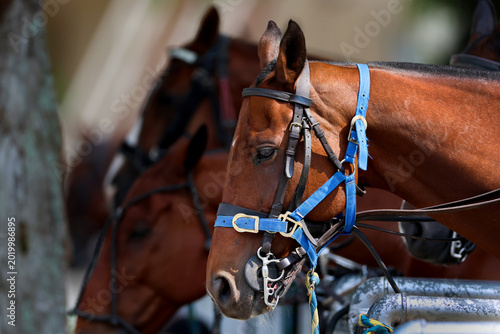Obraz na płótnie Bay Thoroughbred Police Horses with Blue Halters at the 152nd Kentucky Derby at