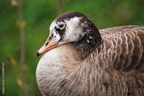 Extreme close-up of brown goose head and breast - detailed feather scalloping, white eye-ring, pink-orange bill. Netherlands wildlife macro, ornithology photography, Anatidae