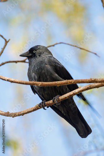 
Western jackdaw, Coloeus monedula, perched on bare branch - dark gray-black plumage, pale silvery eye, blue sky, spring twigs. Netherlands urban wildlife photography, corvid bird
