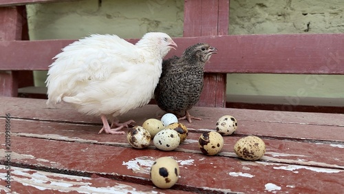 Photos Two hens rest on a weathered wooden bench beside a rustic wall, speckled quail e