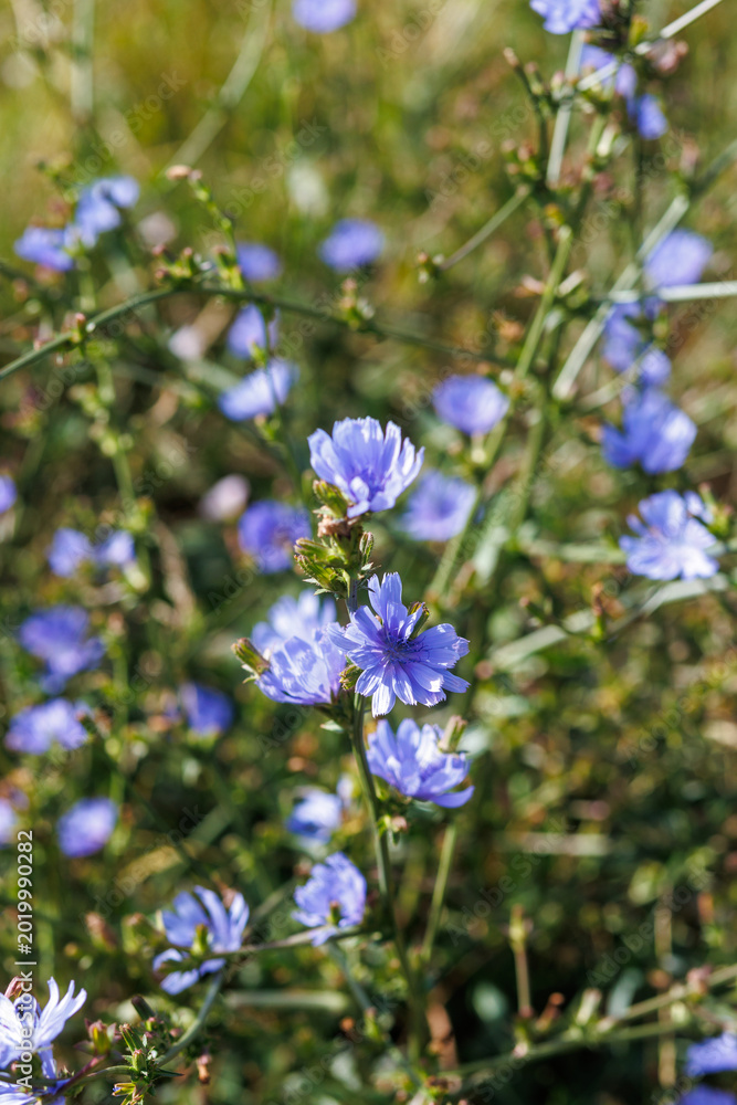 Obraz premium Blue chicory flowers blooming in wild summer meadow