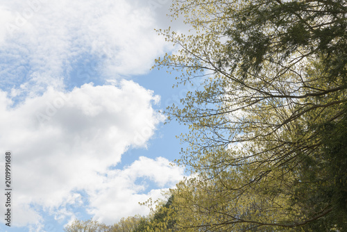 clouds and trees in spring