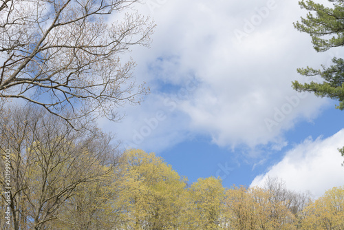 clouds on a blue sky with budding trees in spring