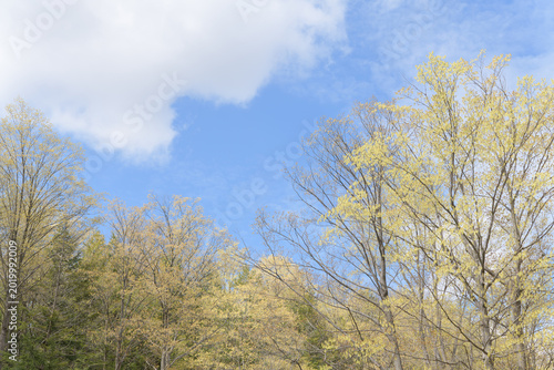 trees in spring on a delicate feathery cloudy sky