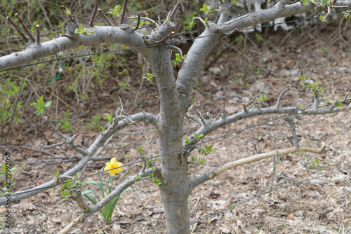 espalier apple tree