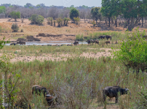 Cape buffalo, also known as African buffalo, in the bush of Kruger National Park South Africa