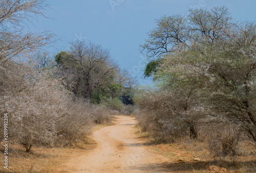 View and landscape - Flora Botany Bush in Kruger Nationalpark