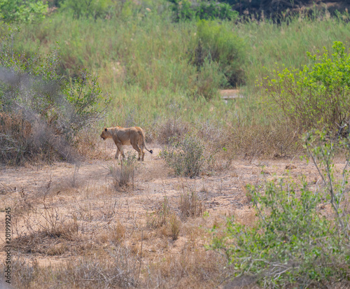 Lion in the bush of Kruger National Park South Africa