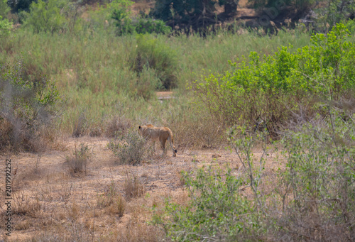 Lioness or Lion in the bush of Kruger National Park South Africa