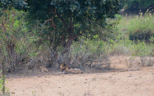 Lion in the bush of Kruger National Park South Africa