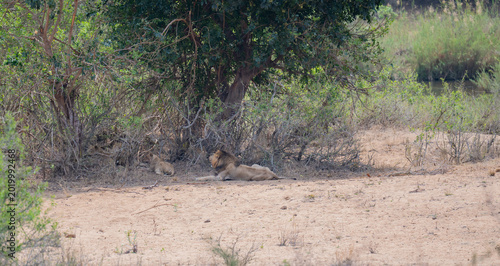 Lion in the bush of Kruger National Park South Africa