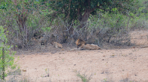 Lion in the bush of Kruger National Park South Africa
