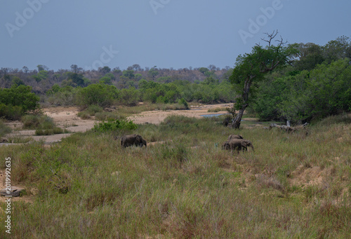 Views and landscape – Dry riverbed in Kruger National Park