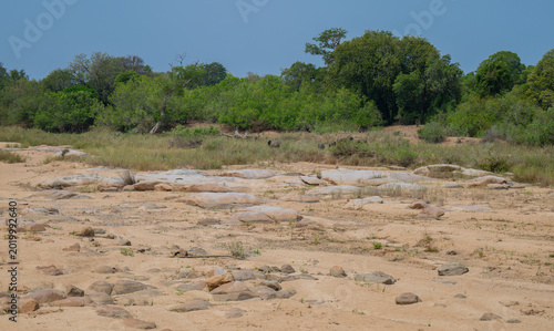 Dry riverbed in Kruger National Park
