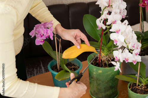 Fotografie Orchid leaves turn yellow due to improper care