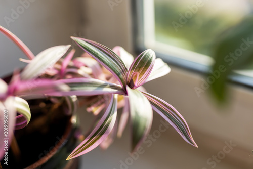 Foto Detailed indoor shot of colorful variegated leaves with soft morning light and m
