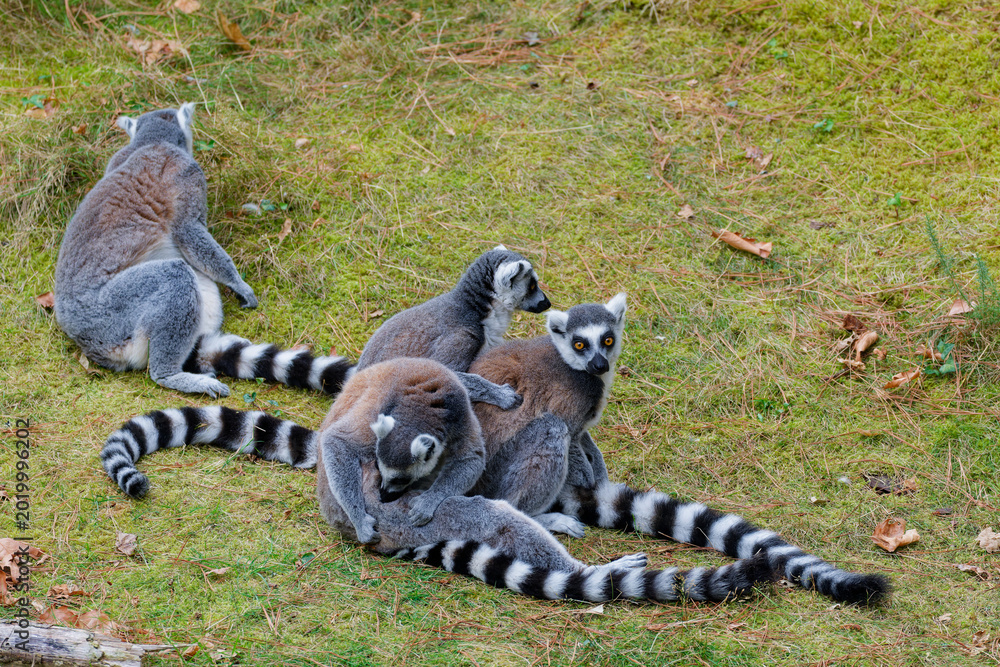 Obraz premium Ring-Tailed Lemurs Resting Together on Grass