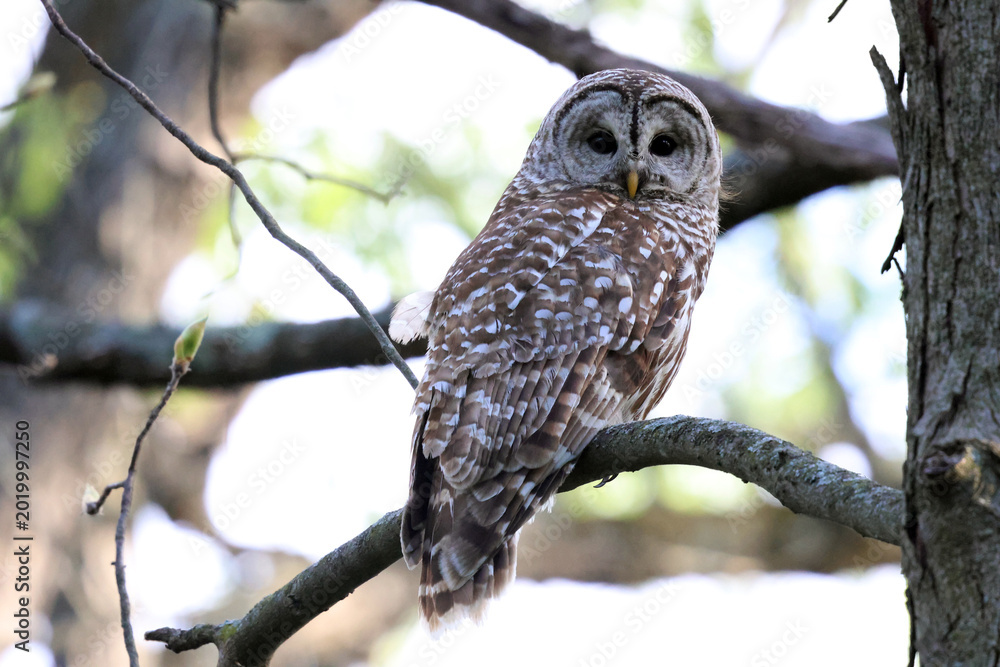 Fototapeta premium barred owl in tree