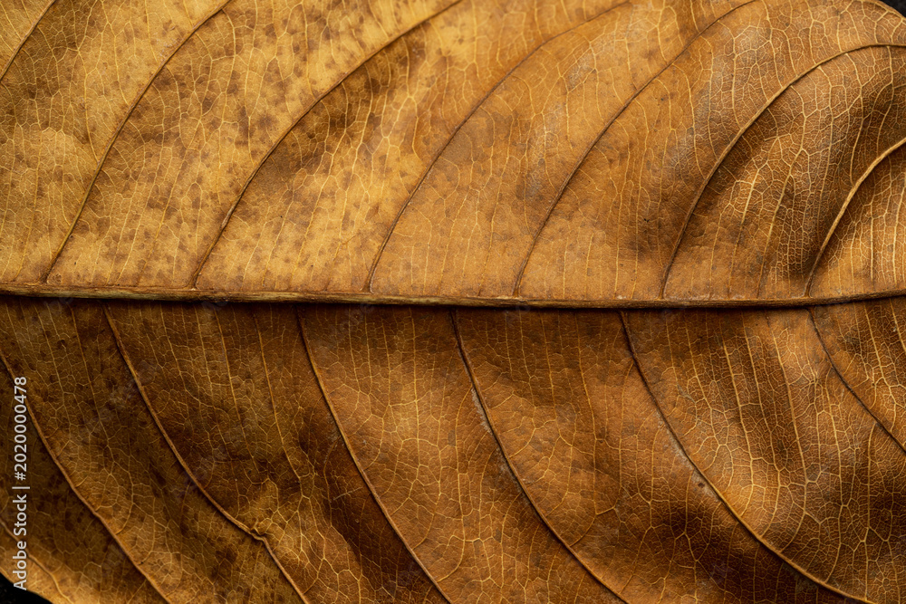 Ταπετσαρία Extreme close-up of dry brown leaf texture with detailed veins and organic patterns,Macro,A high-resolution macro shot of a withered brown leaf, showcasing the intricate network of veins, natural