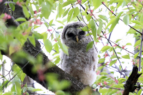 Vászonkép barred baby owl in tree